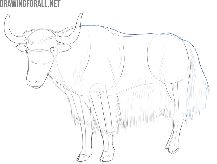 how to draw a yak step by step