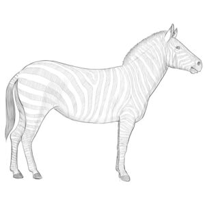 How to Draw a Zebra