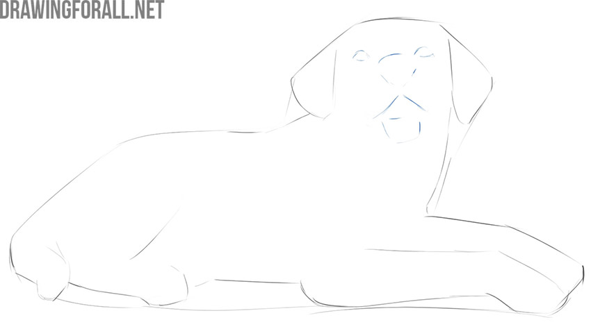 Sketching the lying dog's eyes, nose, mouth, and tongue.