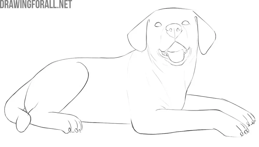 Cleaning the lying dog drawing and refining the final outlines.