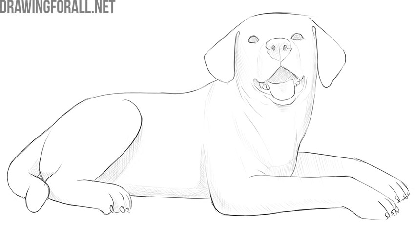 Finished lying dog drawing with realistic outlines, fur texture, and shading.