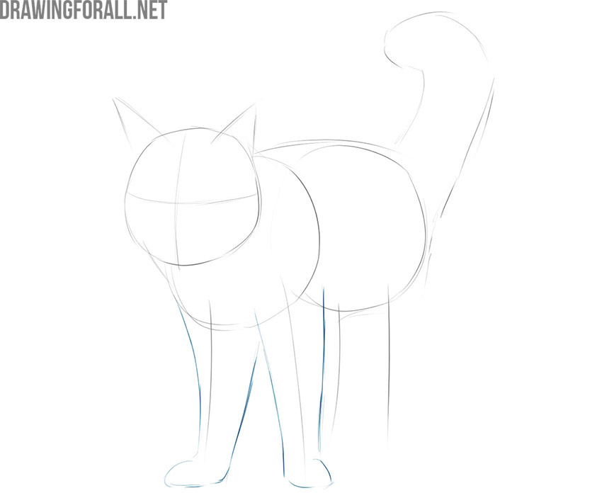 Sketch the front legs of the cat