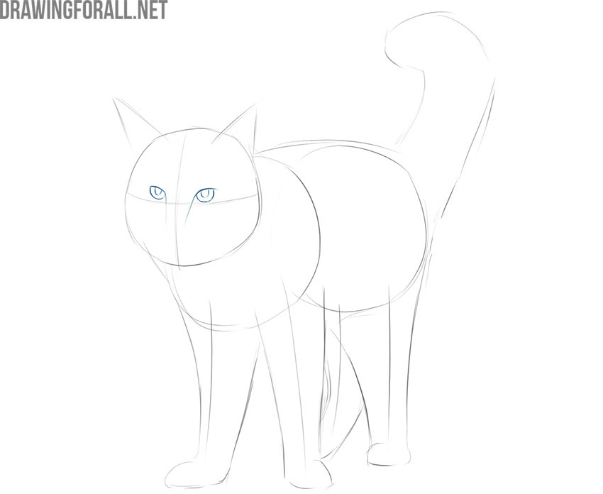 Sketch the cat’s eyes