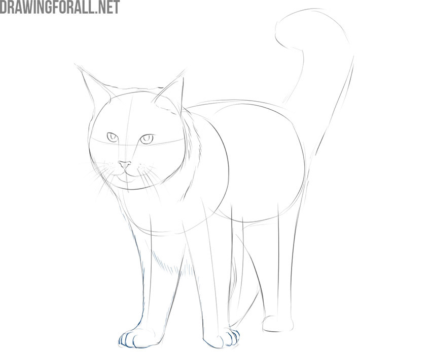 Detail the cheat and front limbs