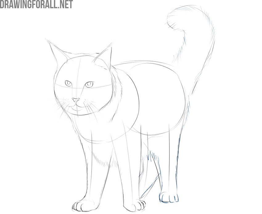 Draw the hind legs of the Maine Coon