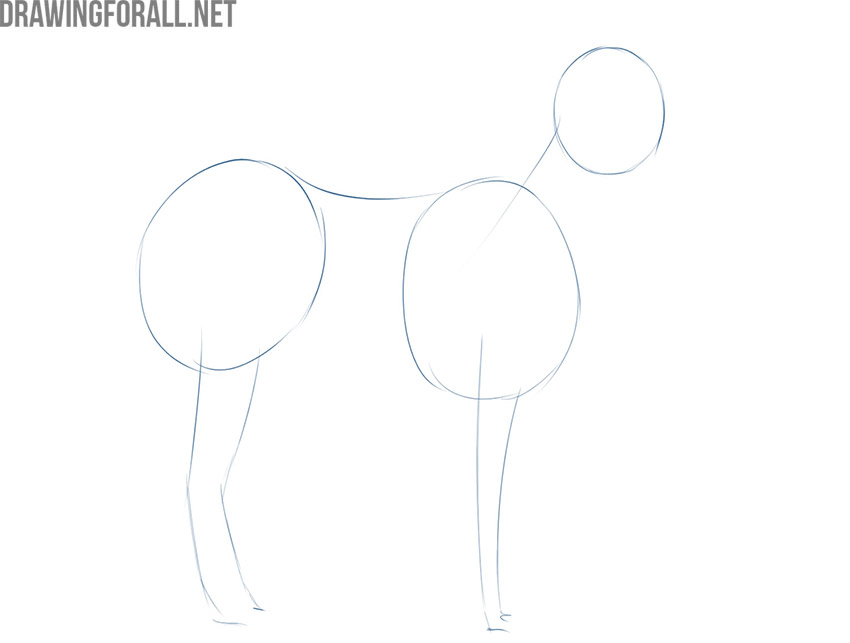 Sketching the plains zebra with circles and simple leg guidelines.