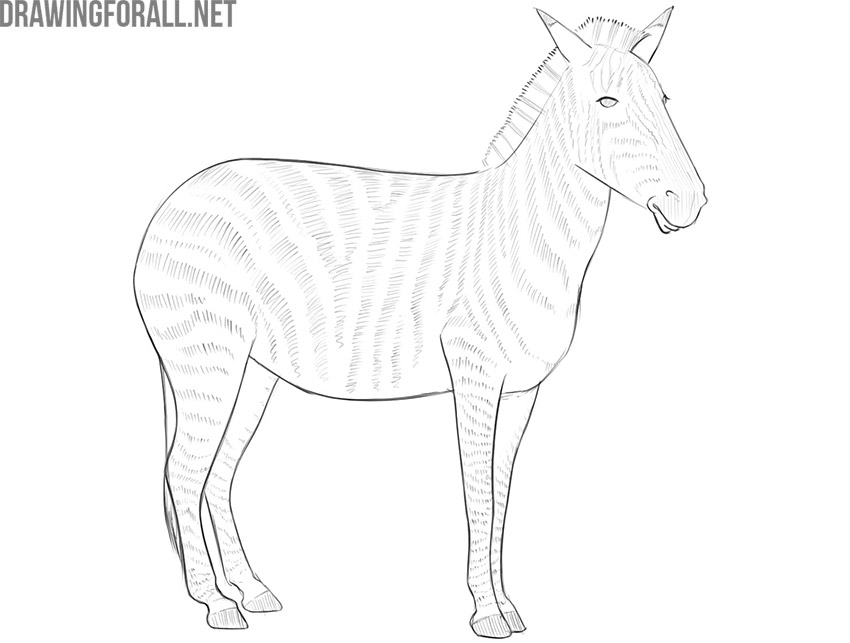 Finished plains zebra drawing with bold stripes and realistic appearance.