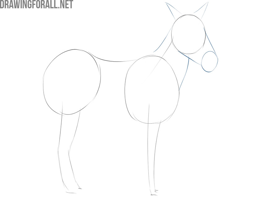 Shaping the plains zebra’s muzzle, ears, and tapered neck.
