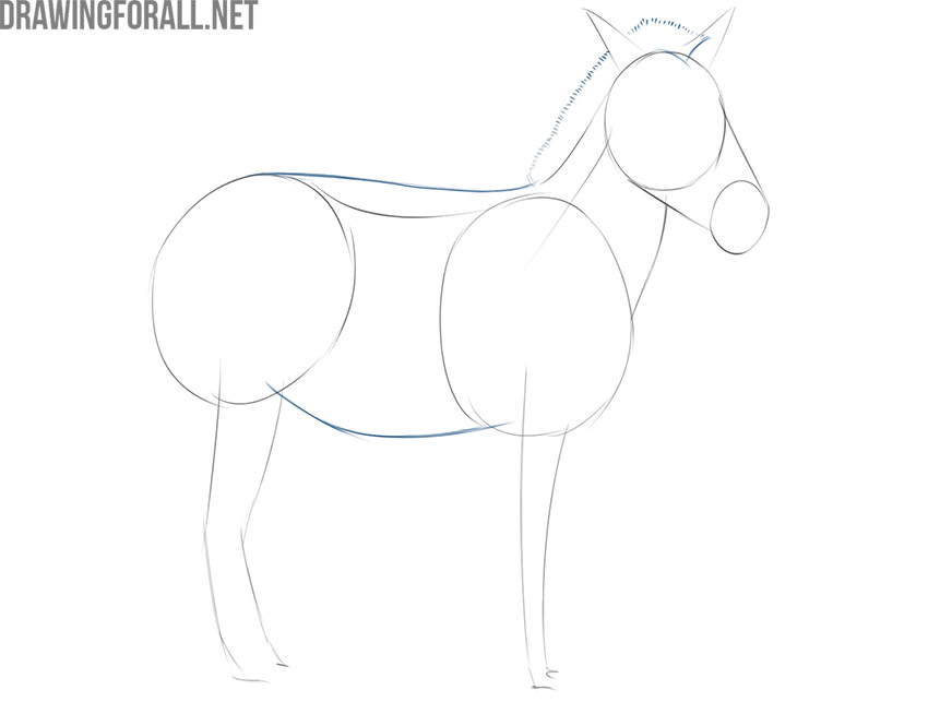 Outlining the plains zebra’s torso, belly, back, and upright mane.