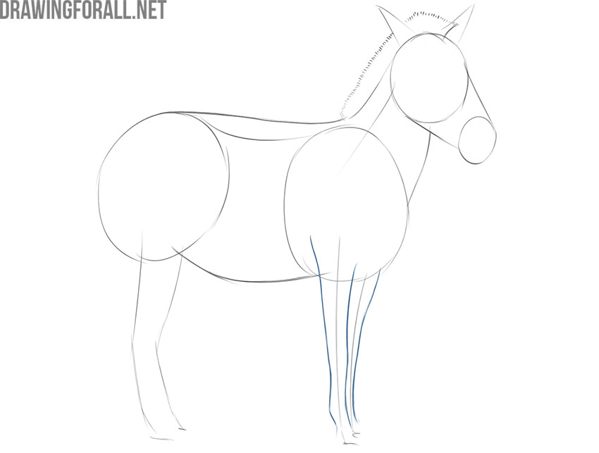 Drawing the plains zebra’s slender front legs with tapered contours.