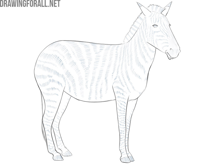 Adding varied black stripes across the plains zebra’s body and legs.