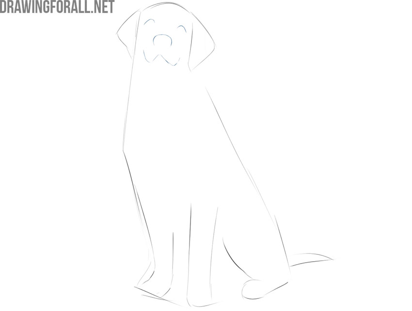 Sketch the facial features of the sitting dog
