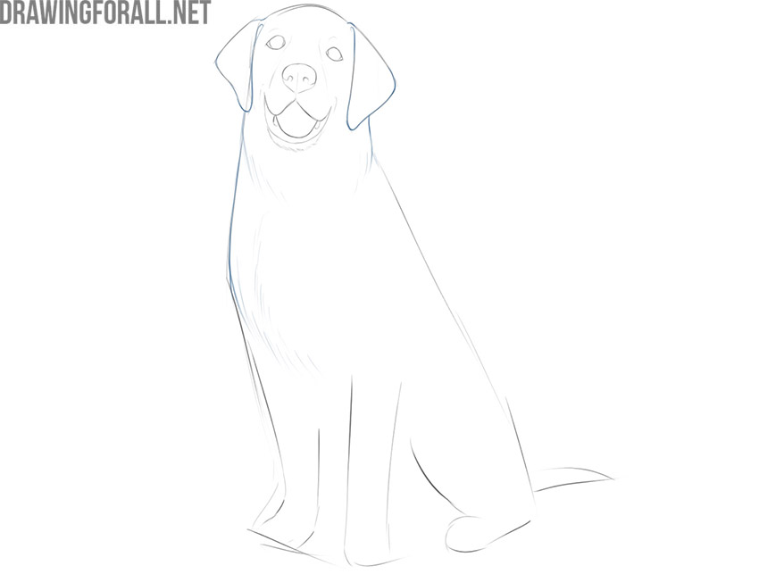 Draw the ears and neck of the sitting dog