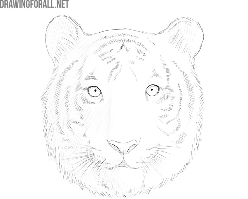 Finished tiger face drawing with realistic fur, stripes, and shading