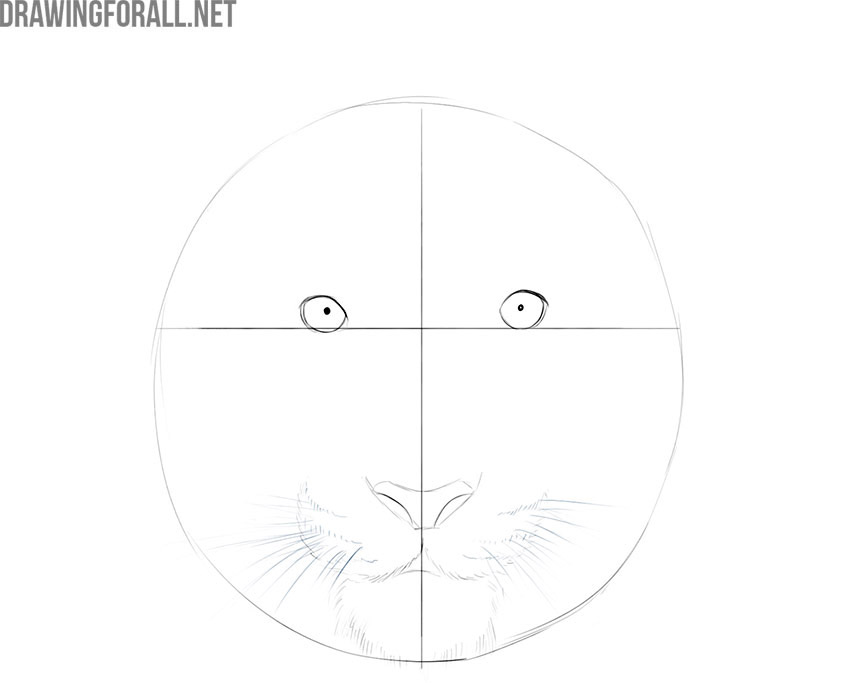 Adding long whiskers to the tiger's muzzle