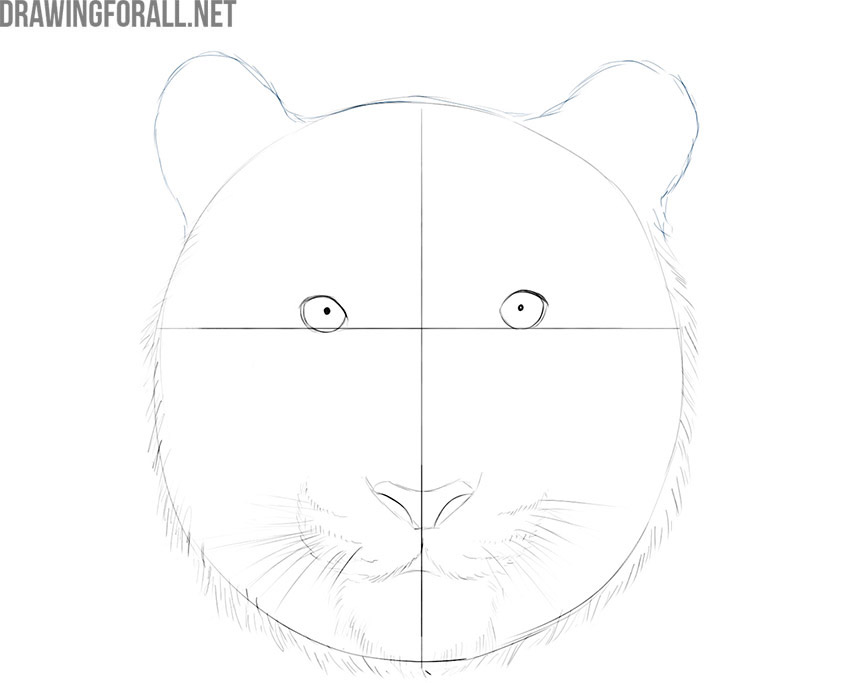 Drawing rounded ears on the tiger's head