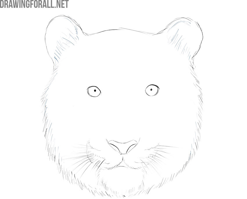 Cleaning construction lines and refining the tiger face outlines
