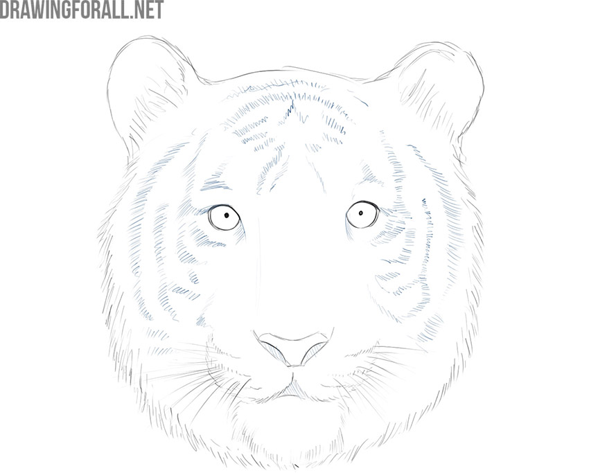 Adding distinctive stripes across the tiger's face