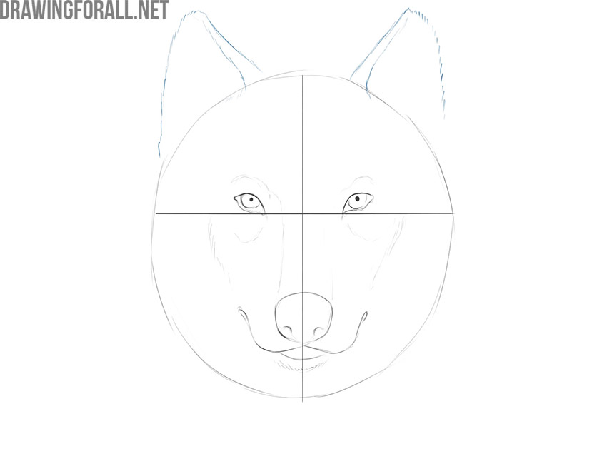 Adding the wolf's pointed ears with short textured fur strokes