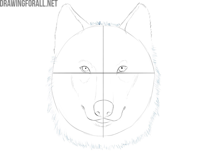 Outlining the wolf's head with short directional fur strokes