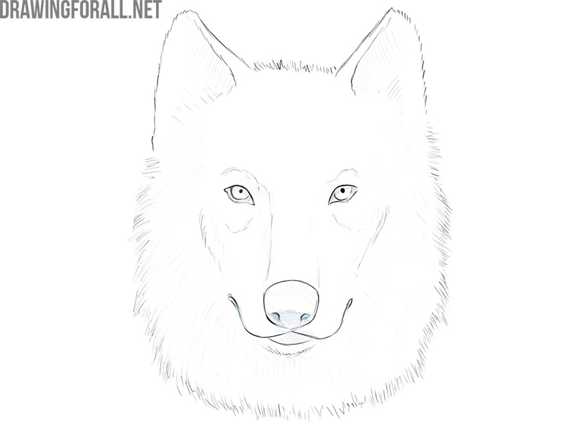 Adding shadows to the wolf face drawing.