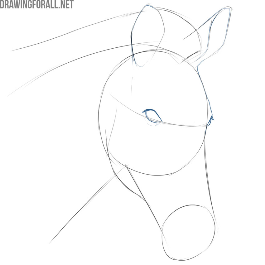 Draw the zebra eyes in detail