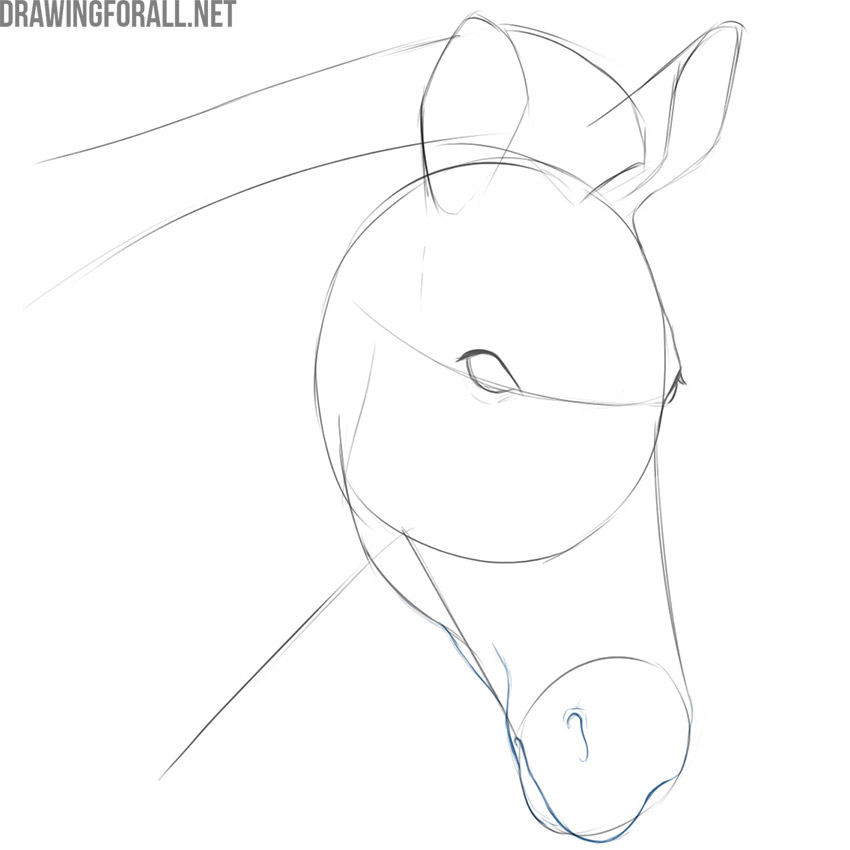 Detail the nostrils and mouth