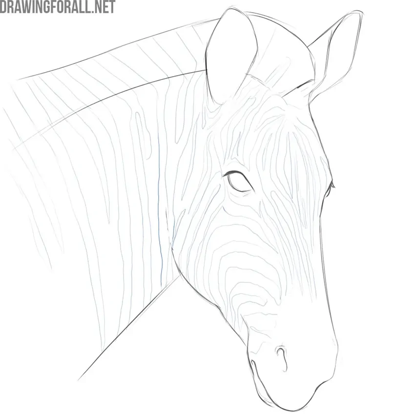 Draw the zebra stripe pattern