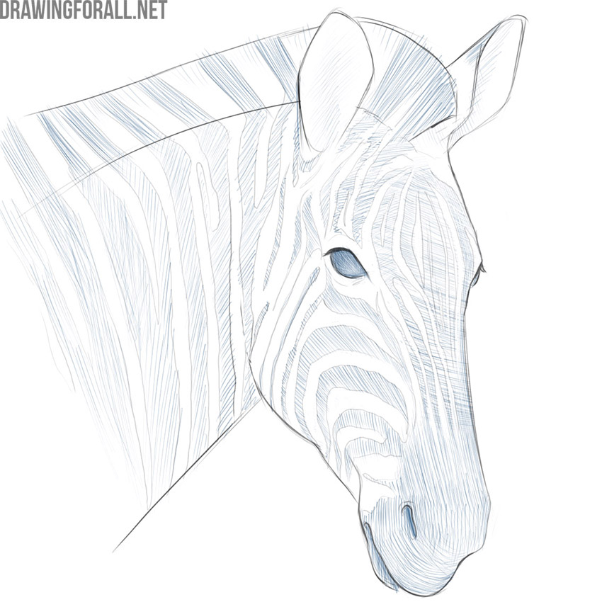 Shade the eyes and stripes