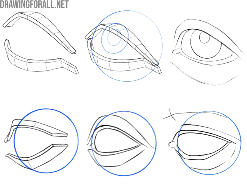 Eye and eyelid construction and volume in 3/4 view