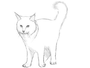 How to Draw a Maine Coon Cat