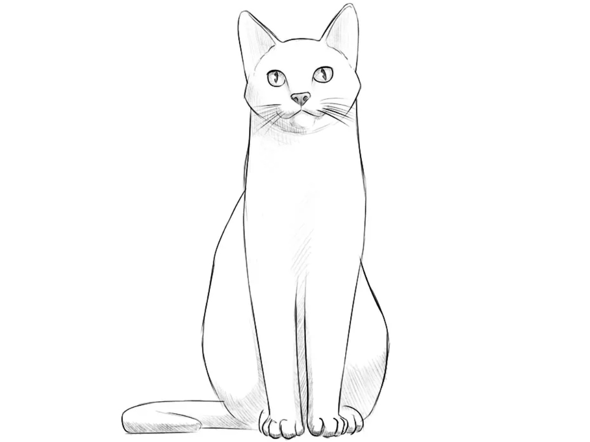 how to draw a sitting cat featured image
