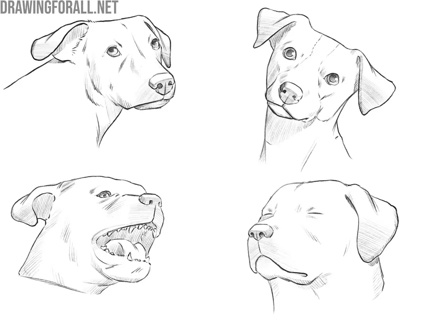 examples of dog face and expressions drawing variations