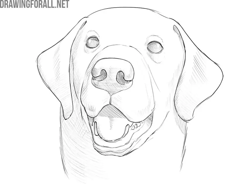 dog face drawing tutorial step 9