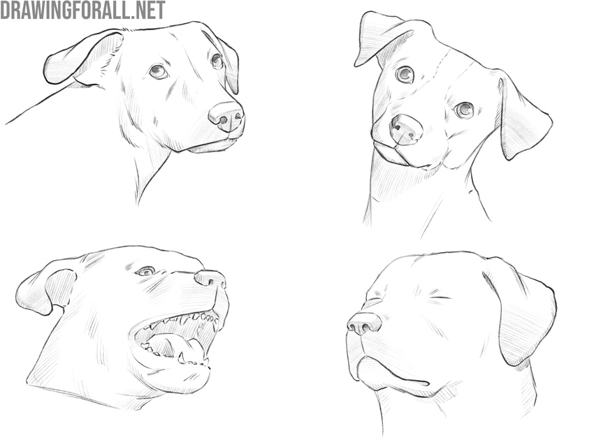 Drawings of dog faces from different angles and with different expressions.