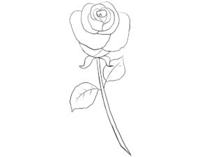 how to draw a cartoon rose featured image