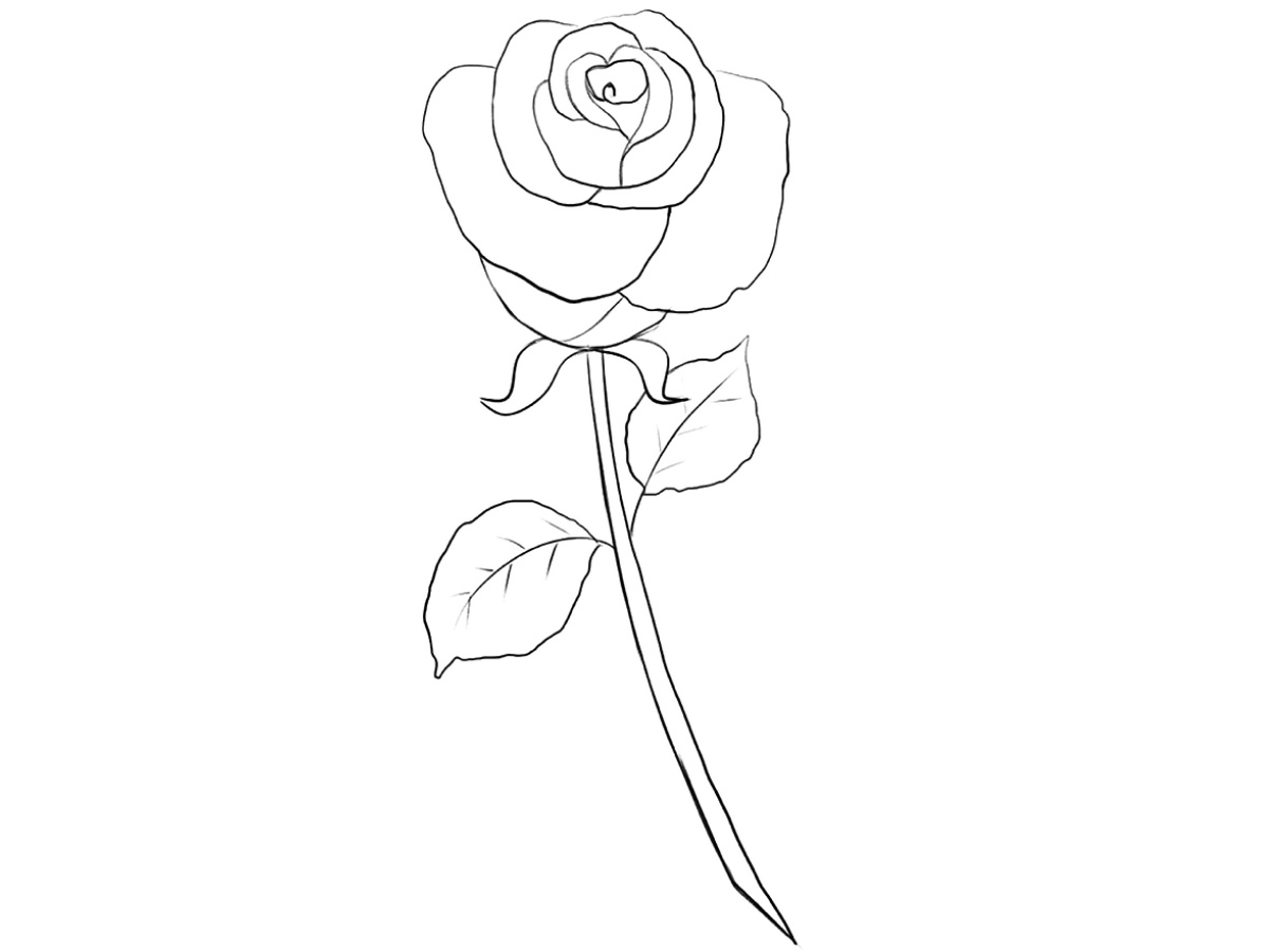 how to draw a cartoon rose featured image