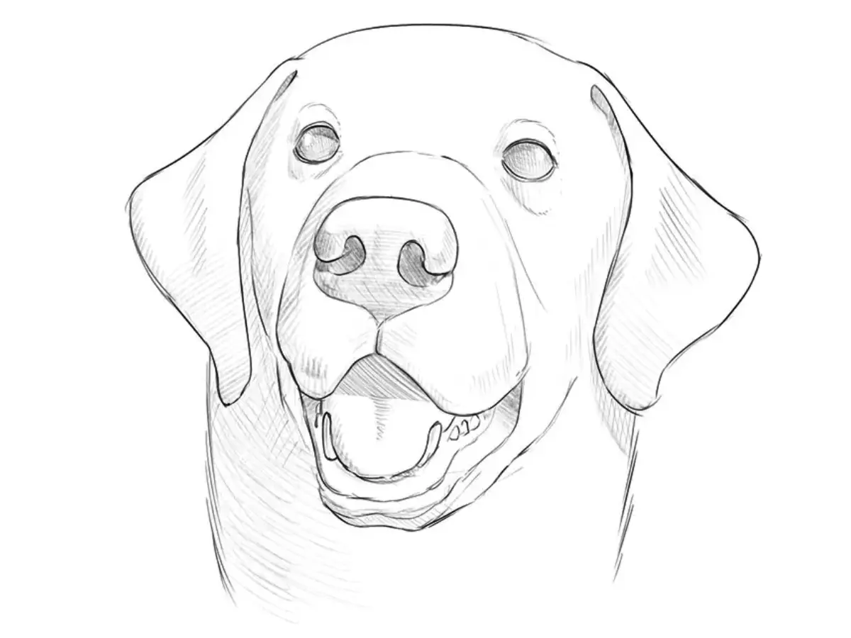 how to draw a dog face featured image