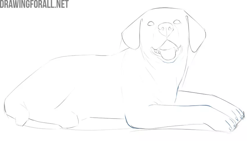 Drawing the lying dog's front legs, paws, claws, and neck folds.