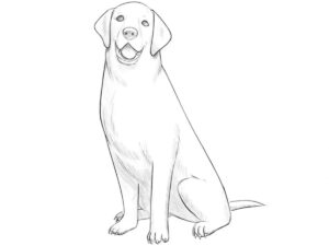 Finished sitting dog drawing with realistic anatomy, natural pose, and subtle pencil shading