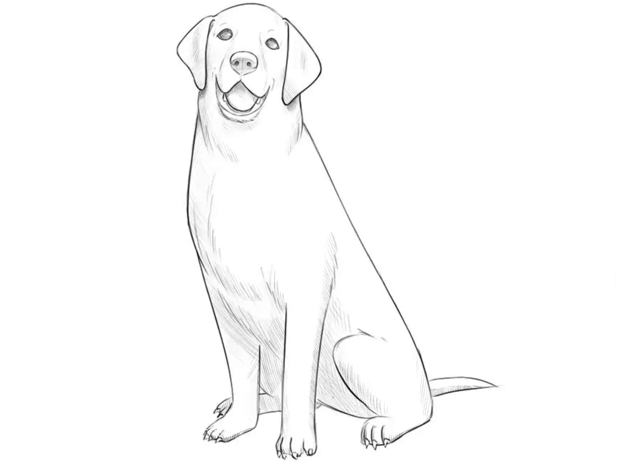 Finished sitting dog drawing with realistic anatomy, natural pose, and subtle pencil shading