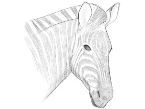 how to draw a zebra face featured image