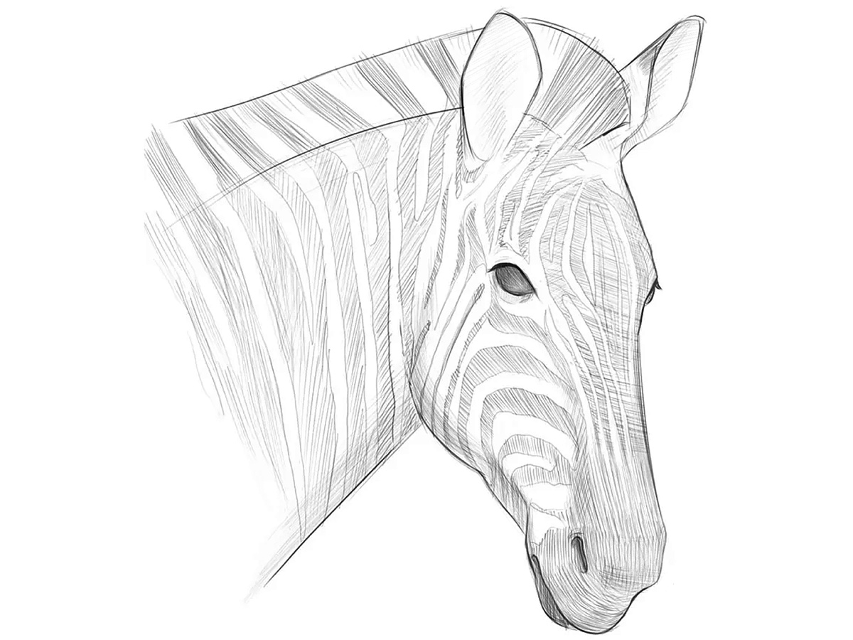 how to draw a zebra face featured image