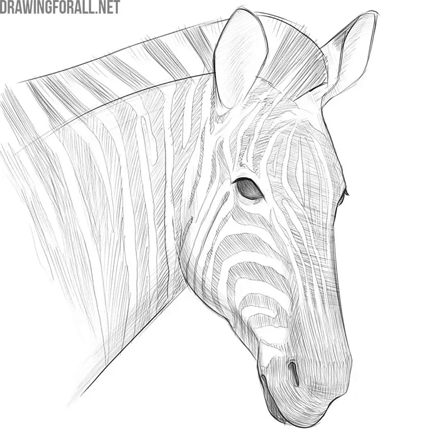 Finalize the zebra face