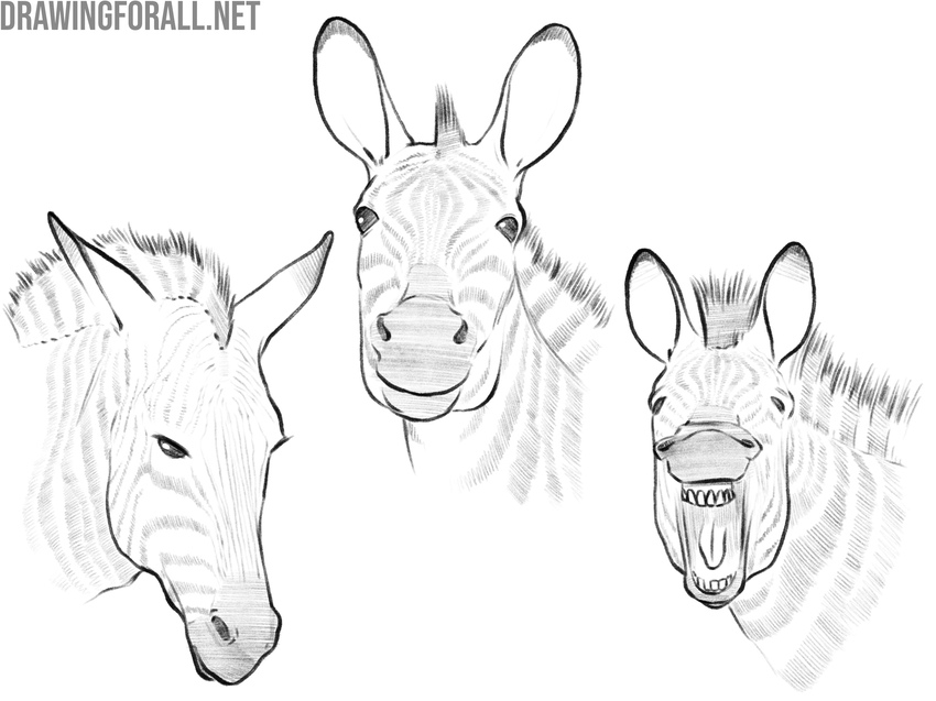 Drawing variations of a zebra face with different emotions