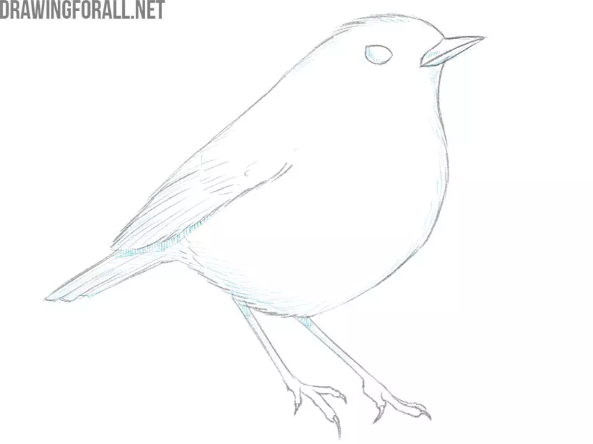 How to Draw a Bird step by step