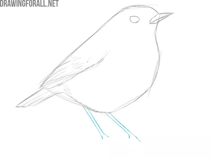 Learn How to Draw a Bird easy
