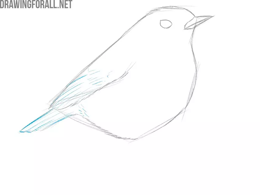 Learn How to Draw a Bird