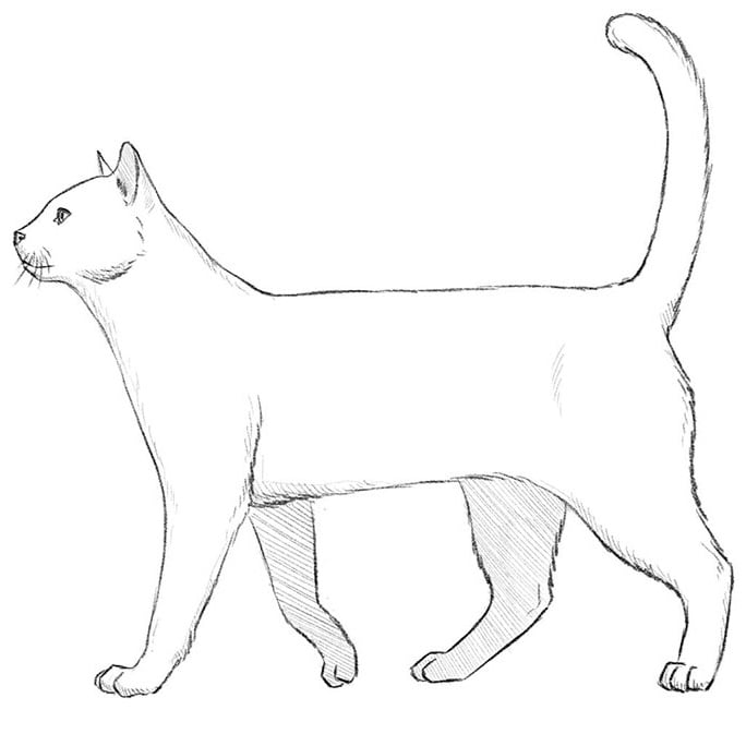 animal drawing