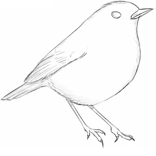 bird drawing tutorial